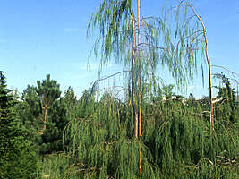 Chamaecyparis lawsoniana Imbricata Pendula