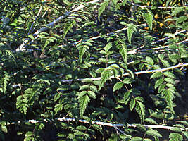 Rubus thibetanus Silve Fern