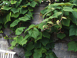 Vitis coignetiae