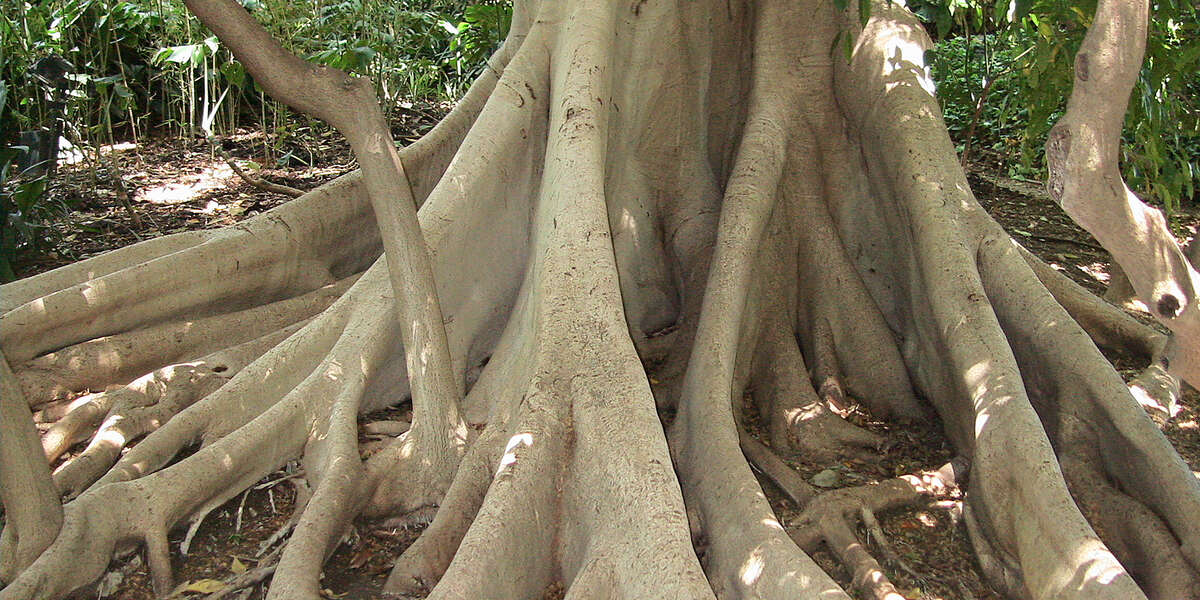 Large-leaved fig