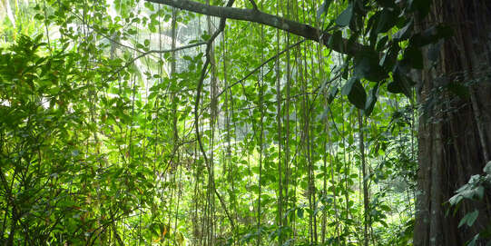 Fico a foglia di limone