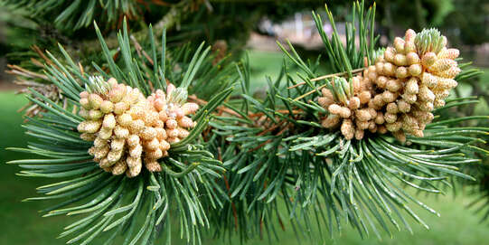 Pin à peau de serpent