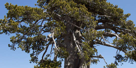 Pin à peau de serpent