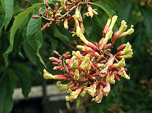 Aesculus mutabilis Penduliflora