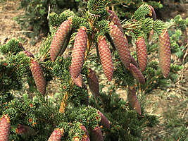 Picea abies Lombartsii