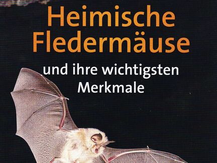 Heimische Fledermäuse und ihre wichtigsten Merkmale